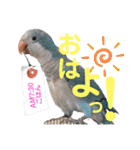 オキナインコのらむちゃんと仲間達（個別スタンプ：5）