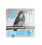 オキナインコのらむちゃんと仲間達（個別スタンプ：12）