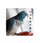 オキナインコのらむちゃんと仲間達（個別スタンプ：13）