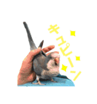 オキナインコのらむちゃんと仲間達（個別スタンプ：14）