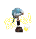オキナインコのらむちゃんと仲間達（個別スタンプ：15）