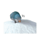 オキナインコのらむちゃんと仲間達（個別スタンプ：17）