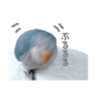 オキナインコのらむちゃんと仲間達（個別スタンプ：18）