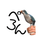 オキナインコのらむちゃんと仲間達（個別スタンプ：19）