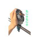 オキナインコのらむちゃんと仲間達（個別スタンプ：23）