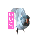 オキナインコのらむちゃんと仲間達（個別スタンプ：24）