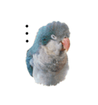 オキナインコのらむちゃんと仲間達（個別スタンプ：25）
