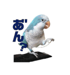 オキナインコのらむちゃんと仲間達（個別スタンプ：27）