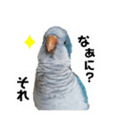 オキナインコのらむちゃんと仲間達（個別スタンプ：28）
