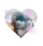 オキナインコのらむちゃんと仲間達（個別スタンプ：30）