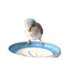 オキナインコのらむちゃんと仲間達（個別スタンプ：31）