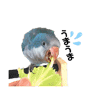 オキナインコのらむちゃんと仲間達（個別スタンプ：32）