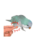 オキナインコのらむちゃんと仲間達（個別スタンプ：33）