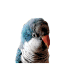 オキナインコのらむちゃんと仲間達（個別スタンプ：34）