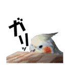 オキナインコのらむちゃんと仲間達（個別スタンプ：35）