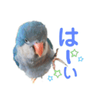 オキナインコのらむちゃんと仲間達（個別スタンプ：37）