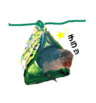 オキナインコのらむちゃんと仲間達（個別スタンプ：39）