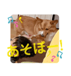 zenchan kawaii ♡（個別スタンプ：13）