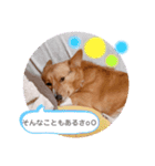 zenchan kawaii ♡（個別スタンプ：16）