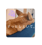 zenchan kawaii ♡（個別スタンプ：17）
