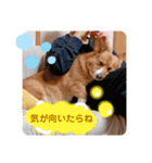 zenchan kawaii ♡（個別スタンプ：19）