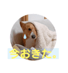 zenchan kawaii ♡（個別スタンプ：21）
