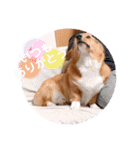 zenchan kawaii ♡（個別スタンプ：23）