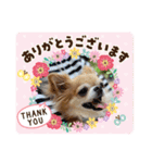 チワワのソラ✨（個別スタンプ：3）