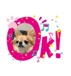 チワワのソラ✨（個別スタンプ：6）
