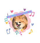 チワワのソラ✨（個別スタンプ：9）