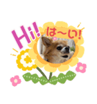 チワワのソラ✨（個別スタンプ：13）