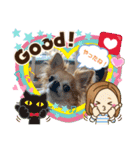 チワワのソラ✨（個別スタンプ：16）