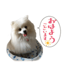 ポメ犬！ハルカの日常！！（個別スタンプ：1）