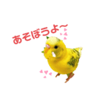 セキセイインコのみっちゃん（個別スタンプ：2）