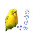 セキセイインコのみっちゃん（個別スタンプ：3）