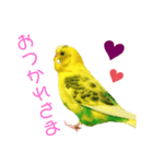 セキセイインコのみっちゃん（個別スタンプ：4）