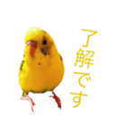 セキセイインコのみっちゃん（個別スタンプ：5）