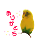 セキセイインコのみっちゃん（個別スタンプ：6）