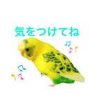 セキセイインコのみっちゃん（個別スタンプ：7）