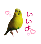 セキセイインコのみっちゃん（個別スタンプ：8）