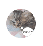 ねこのまるくん（個別スタンプ：1）