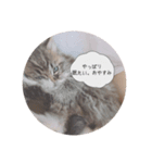 ねこのまるくん（個別スタンプ：2）