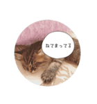ねこのまるくん（個別スタンプ：3）