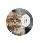 ねこのまるくん（個別スタンプ：4）