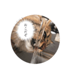 ねこのまるくん（個別スタンプ：5）