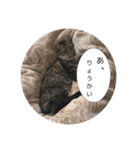 ねこのまるくん（個別スタンプ：6）