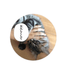 ねこのまるくん（個別スタンプ：7）