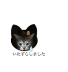 楽しい猫の1日（個別スタンプ：1）