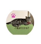 楽しい猫の1日（個別スタンプ：5）