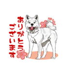 北海道犬のLineスタンプ（個別スタンプ：1）